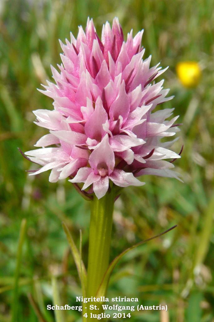 Le Nigritella endemiche delle Alpi austriache  luglio 2014